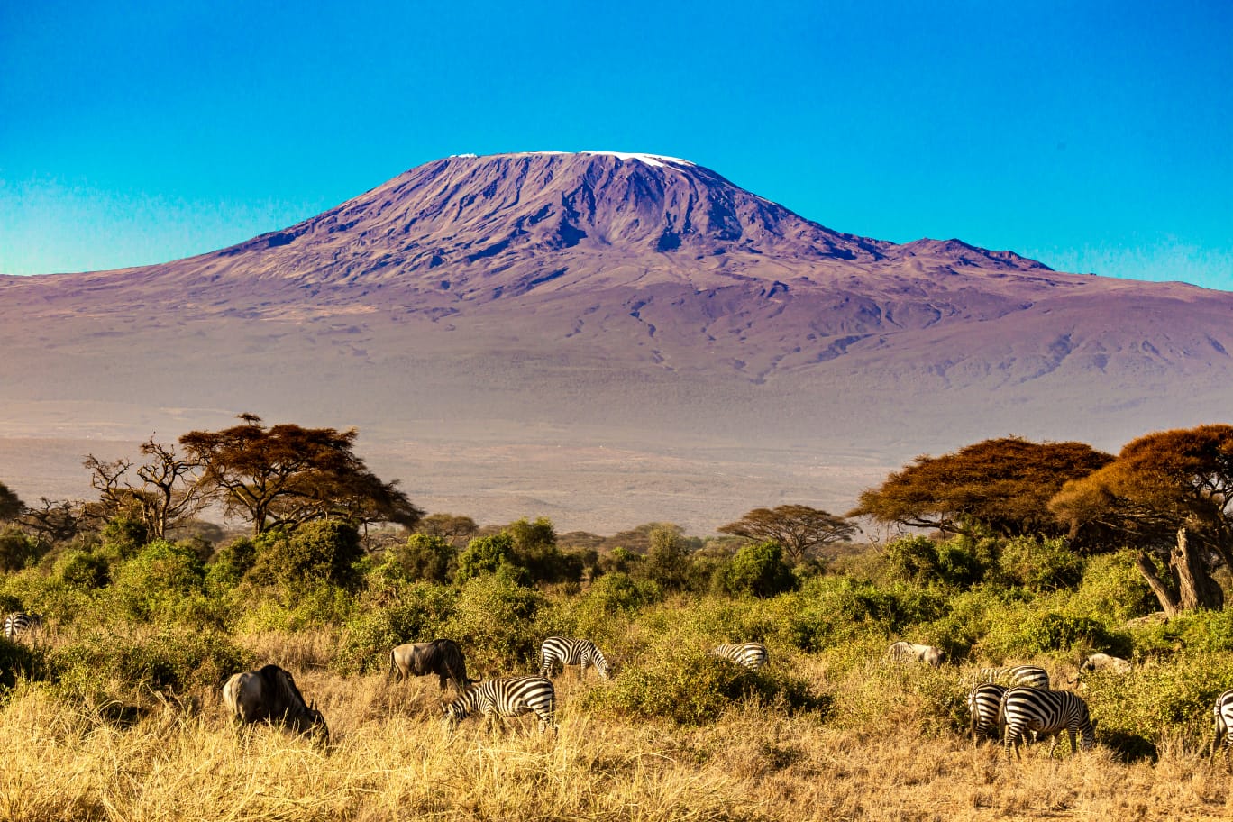 Amboseli and Serengeti Wildlife Safari