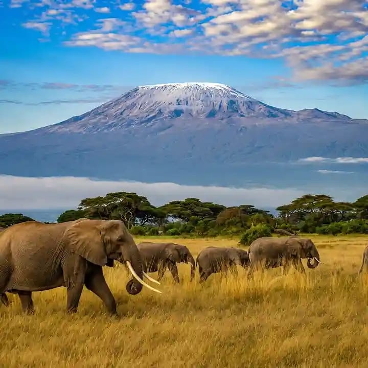 Amboseli National Park