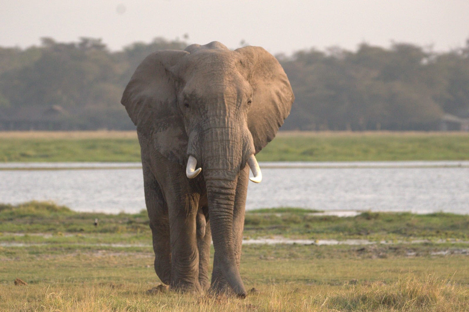 African Elephant Safari
