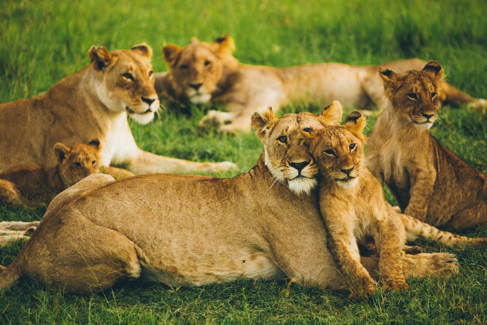 Lion Safari Kenya
