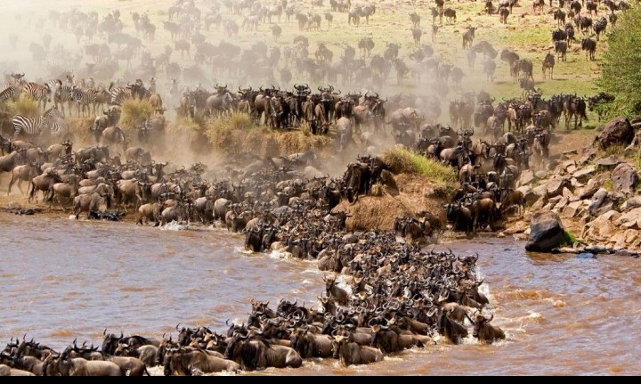 8 Days Great Migration and Wilderness Safari