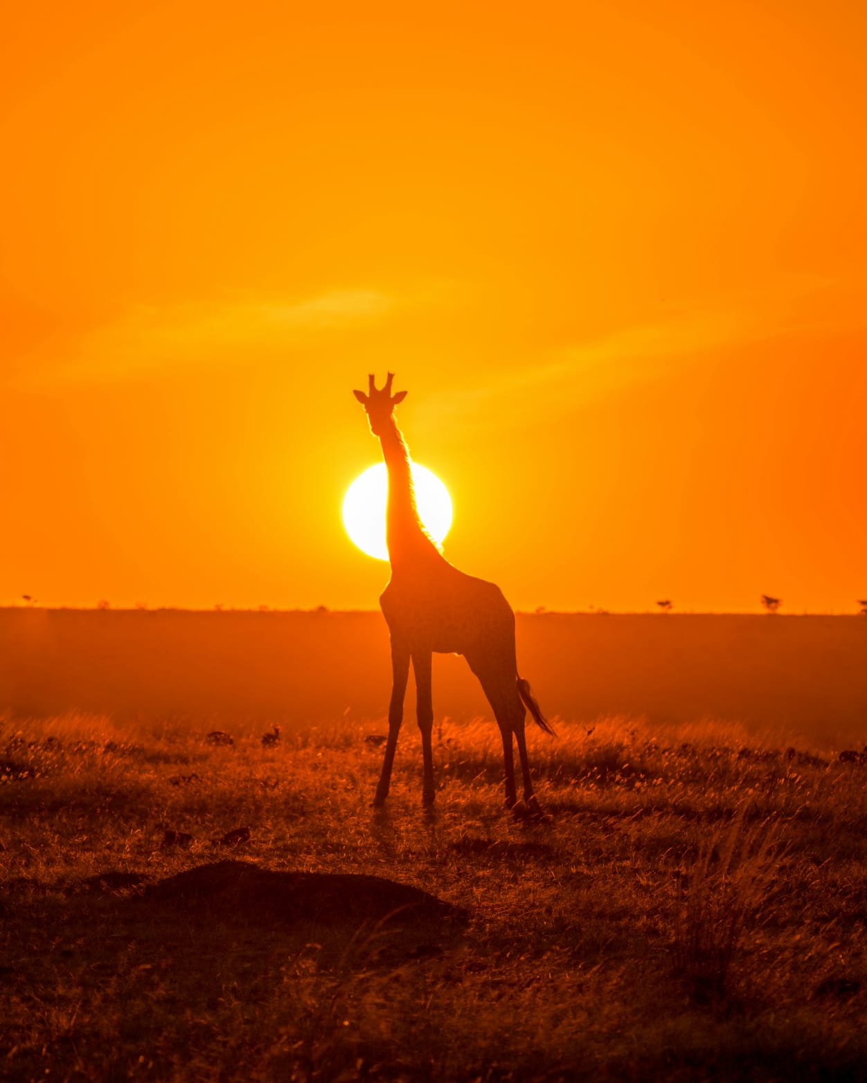 Safari Photography