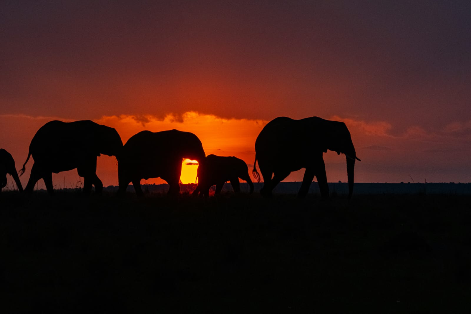 Kenya Safari Adventure