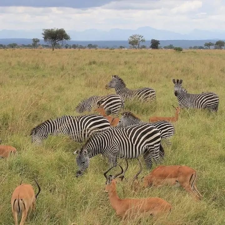 Samburu National Reserve