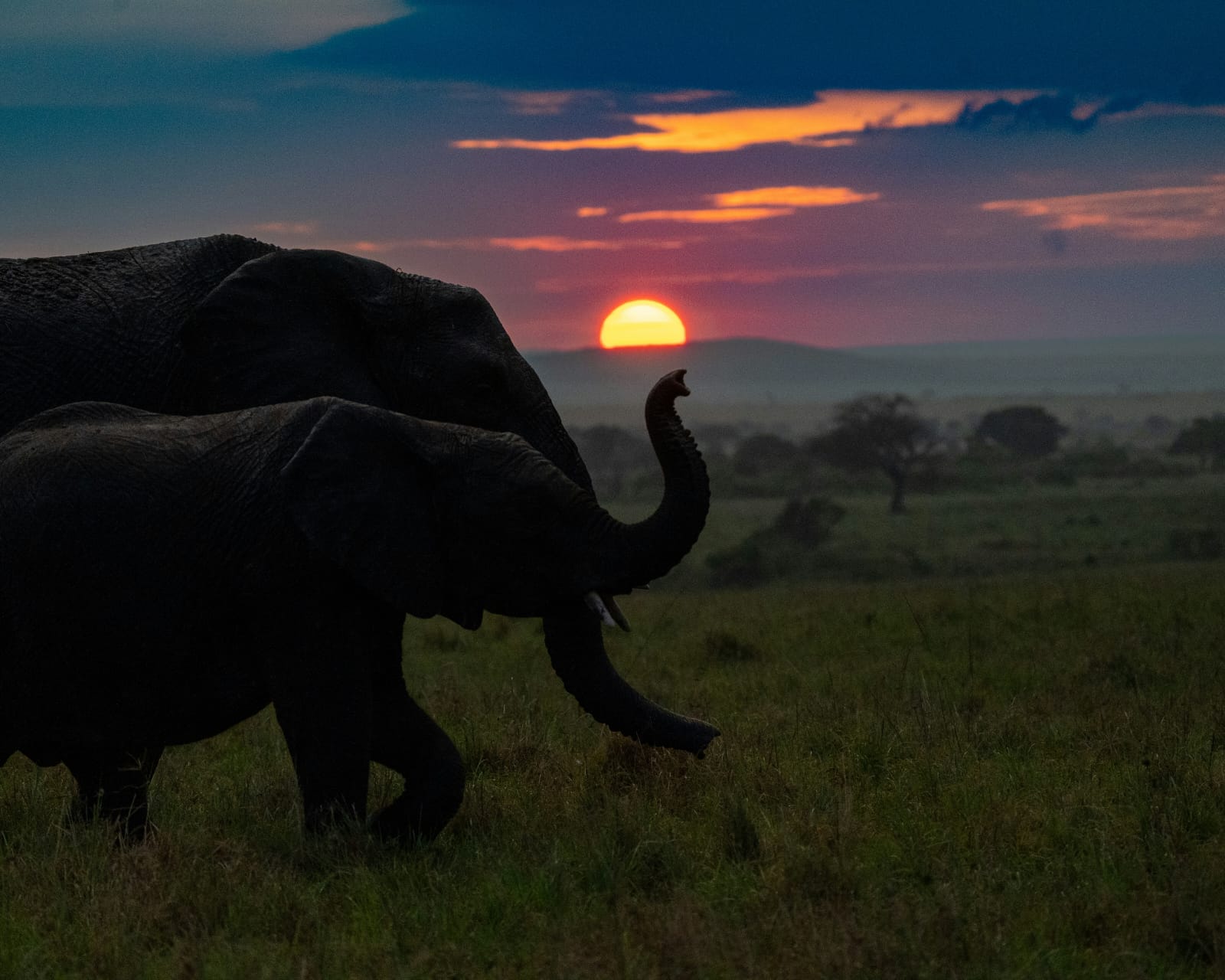 Tsavo National Park Safari